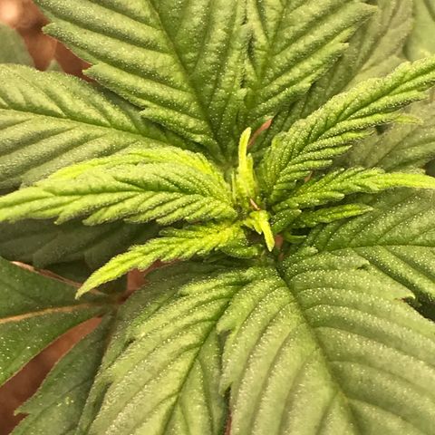 Royal Skywalker  #3 growlog timeline photo