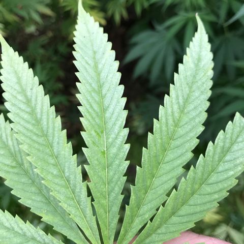 Hollands Hope  #2 growlog timeline photo