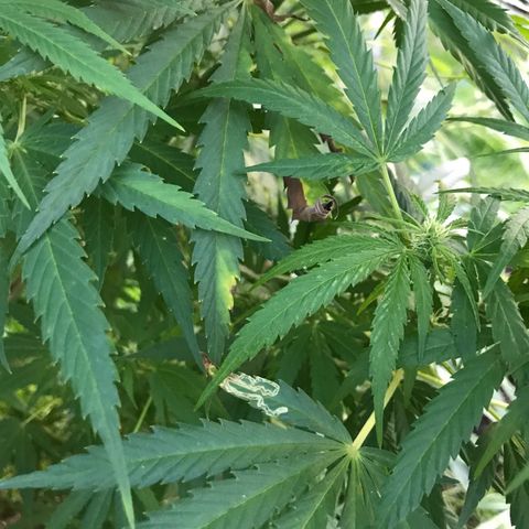 Hollands Hope  #1 growlog timeline photo
