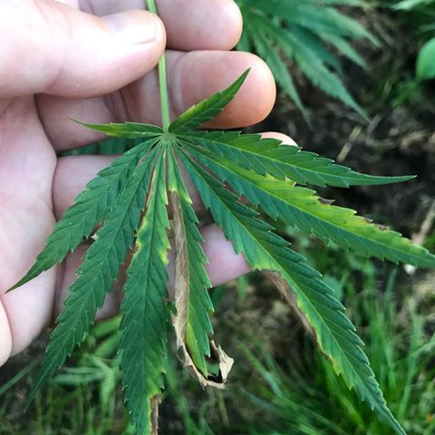 Hollands Hope  #1 growlog timeline photo