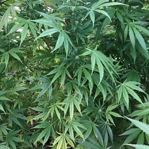 Hollands Hope  #2 growlog timeline photo