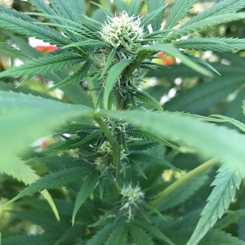 Hollands Hope  #2 growlog timeline photo
