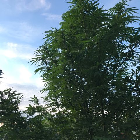 Hollands Hope  #1 growlog timeline photo