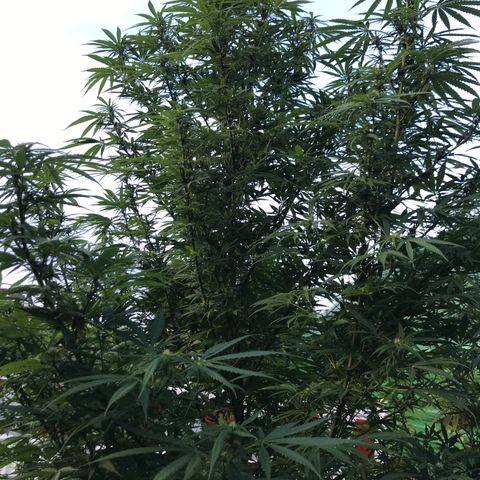 Hollands Hope  #1 growlog timeline photo