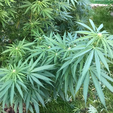 Hollands Hope  #1 growlog timeline photo