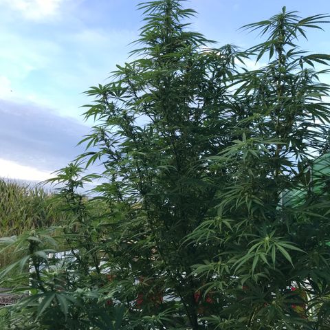 Hollands Hope  #1 growlog timeline photo