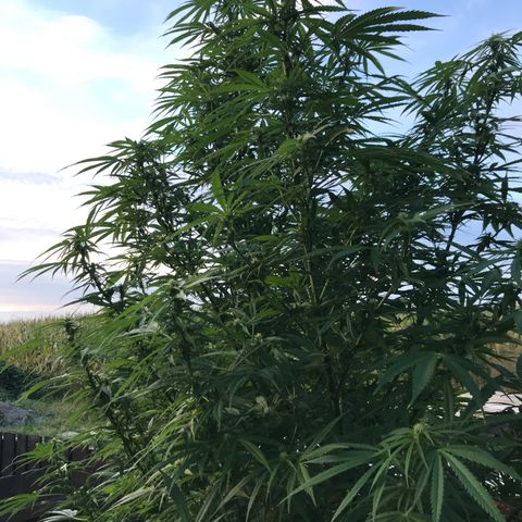 Hollands Hope  #1 growlog timeline photo