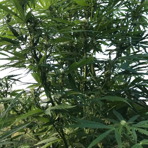 Hollands Hope  #1 growlog timeline photo