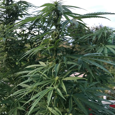 Hollands Hope  #1 growlog timeline photo