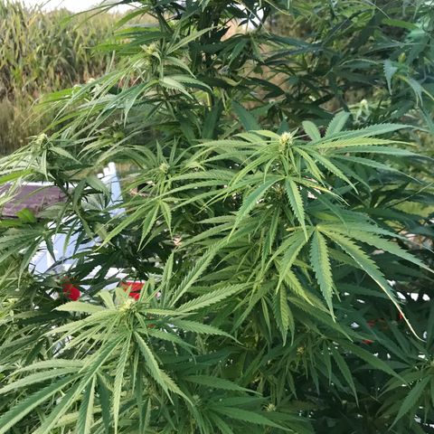 Hollands Hope  #1 growlog timeline photo