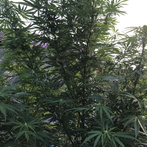 Hollands Hope  #1 growlog timeline photo