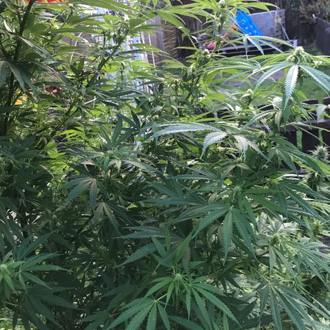Hollands Hope  #1 growlog timeline photo
