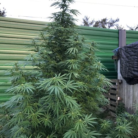 Hollands Hope  #1 growlog timeline photo