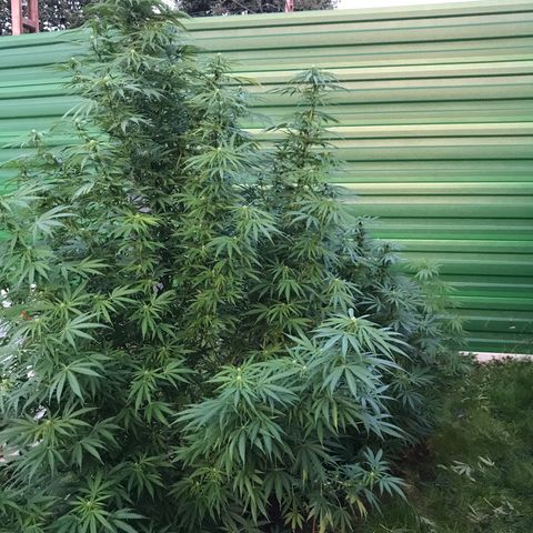 Hollands Hope  #1 growlog timeline photo