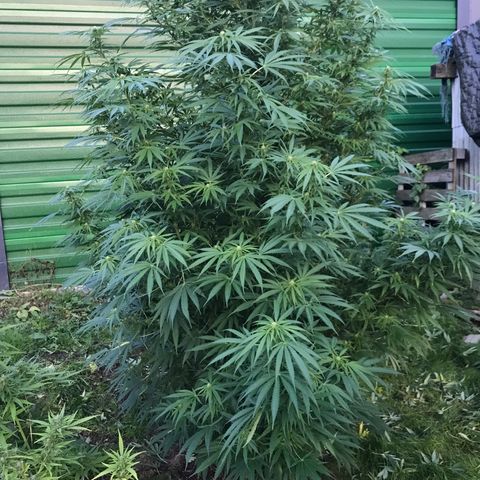 Hollands Hope  #1 growlog timeline photo