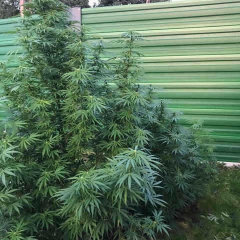 Monster Bud kush  growlog timeline photo