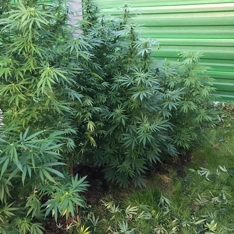 Monster Bud kush  growlog timeline photo