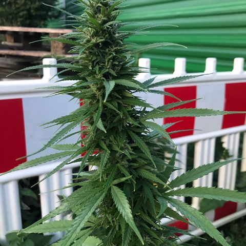 Monster Bud kush  growlog timeline photo