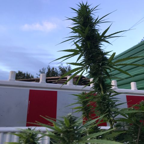 Monster Bud kush  growlog timeline photo