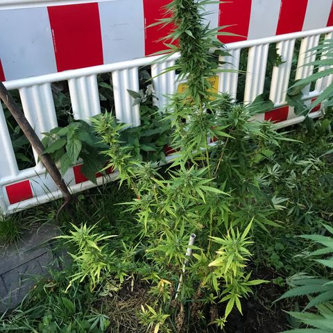 Monster Bud kush  growlog timeline photo