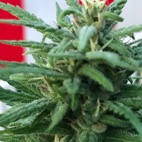 Monster Bud kush  growlog timeline photo