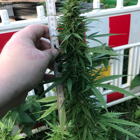 Monster Bud kush  growlog timeline photo