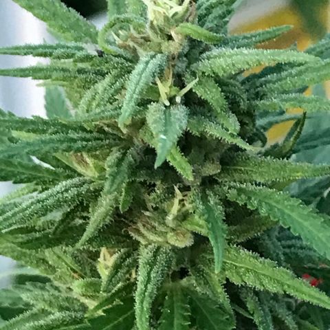 Monster Bud kush  growlog timeline photo