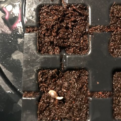 Purple Haze #1 growlog timeline photo