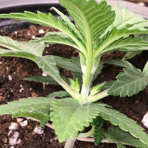 Sweet Lemon Ak #3 growlog timeline photo