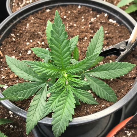 Sweet Lemon Ak #3 growlog timeline photo