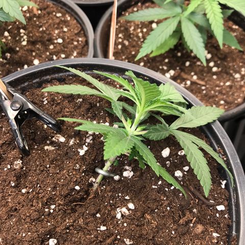 Sweet Lemon Ak #3 growlog timeline photo