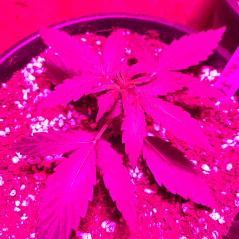 Titan F1 #1 growlog timeline photo