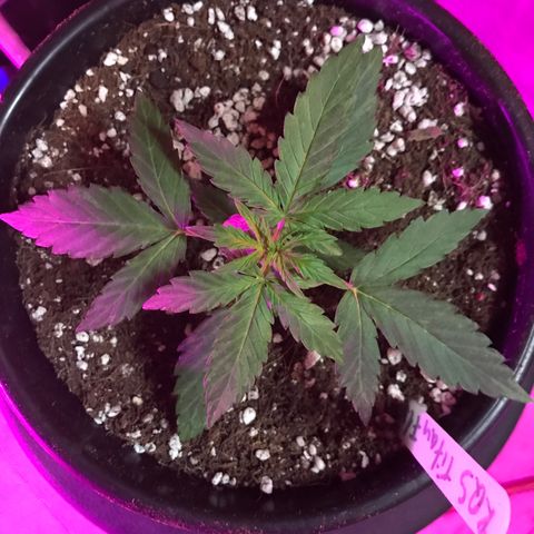 Titan F1 #1 growlog timeline photo