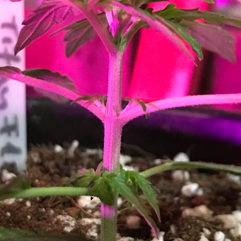 Titan F1 #1 growlog timeline photo