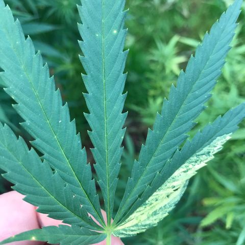 Hollands Hope  #1 growlog timeline photo