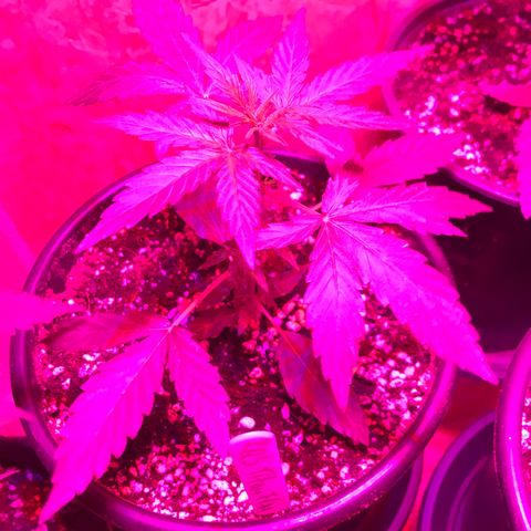 Titan F1 #1 growlog timeline photo