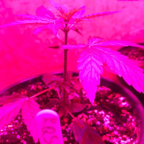 Titan F1 #1 growlog timeline photo