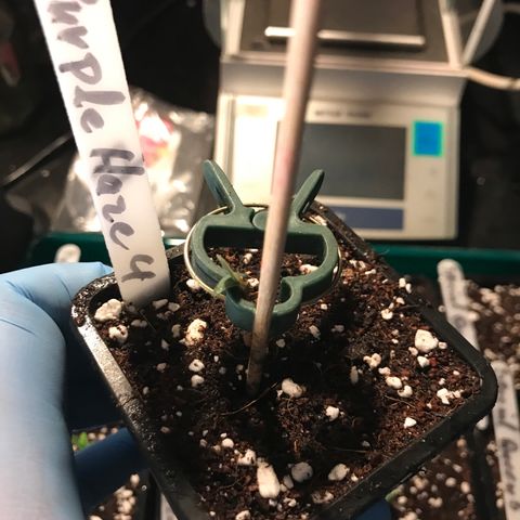 Do- Si- Dos #3 growlog timeline photo