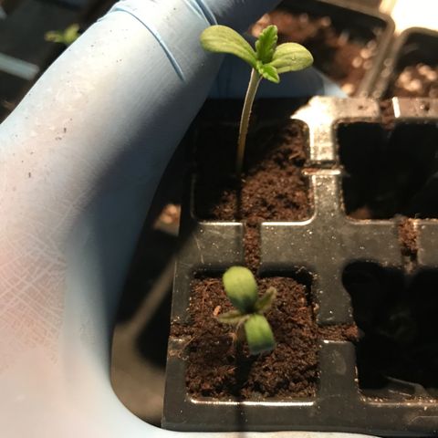 Special Queen #1 growlog timeline photo