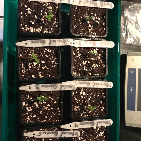 Do- Si- Dos #3 growlog timeline photo