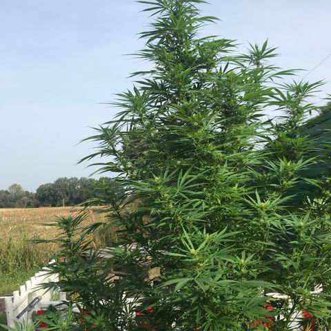 Hollands Hope  #1 growlog timeline photo