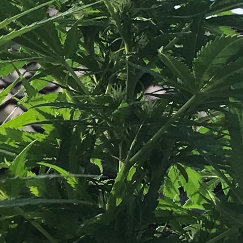 Hollands Hope  #1 growlog timeline photo