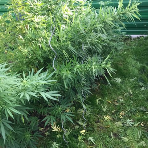 Hollands Hope  #1 growlog timeline photo