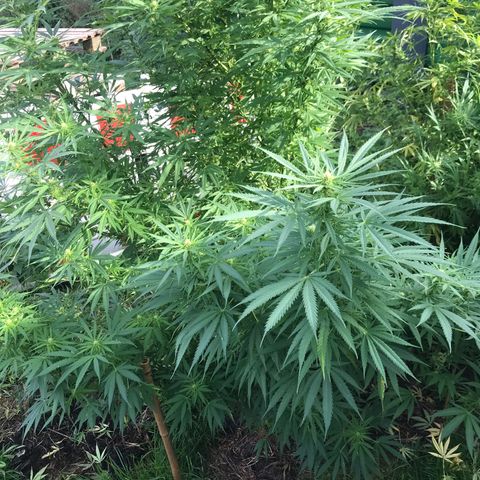 Hollands Hope  #1 growlog timeline photo