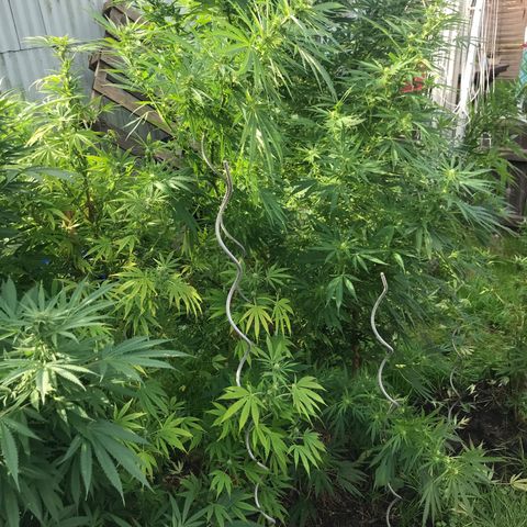 Hollands Hope  #1 growlog timeline photo