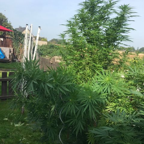 Hollands Hope  #1 growlog timeline photo
