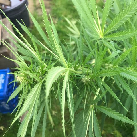 Hollands Hope  #1 growlog timeline photo