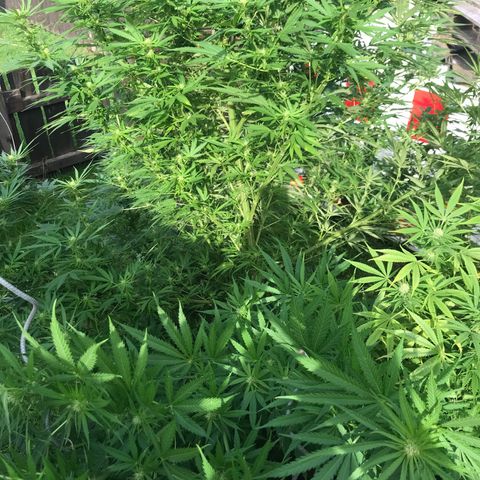 Hollands Hope  #1 growlog timeline photo