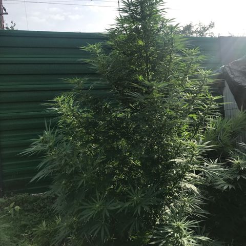 Hollands Hope  #1 growlog timeline photo