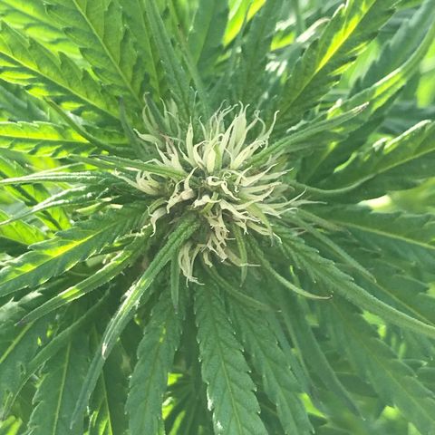 Hollands Hope  #1 growlog timeline photo
